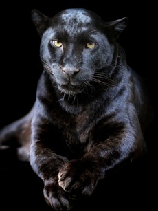 Top 10 Wildlife Hotspots in India to See Black Panther