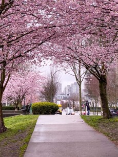 Forget Japan! Here Are 9 Beautiful Cherry Blossom Spots in India