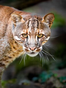 Rare Asiatic Golden Cat Rediscovered in Manas National Park