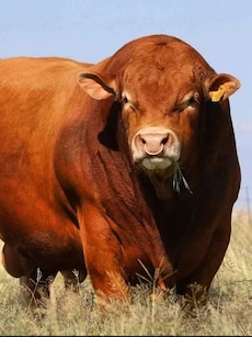 Top 10 Biggest Bulls in the World