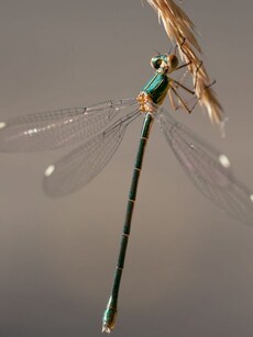 Top 8 Insects That Have Superpowers