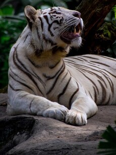 9 Wildlife Parks in India to See Majestic White Tigers