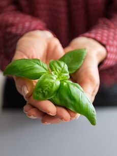 Home garden tips: 10 plants and flowers for your beautiful balcony