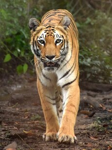 12 Wildlife photography tips for Samsung phones