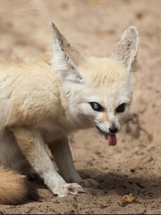 9 Incredible Animals That Can Survive for Months Without Water