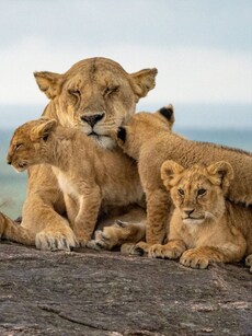 10 Cutest Moments of Wild Animals with Their Little Ones