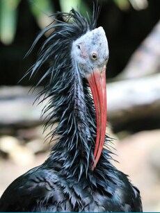 Extinct for 300 Years: This Bizarre Bald Bird Makes a Comeback