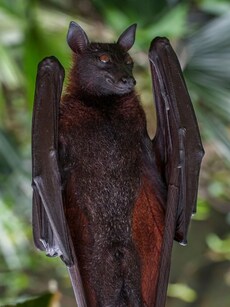 9 Largest Bats in the Animal Kingdom