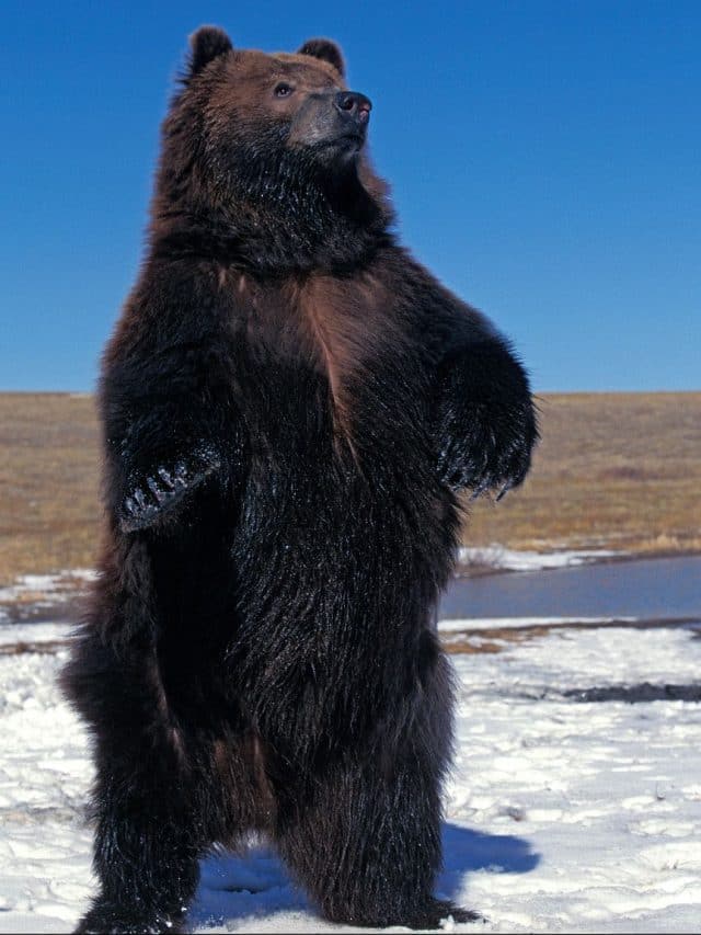 Top 10 Largest Animals on Earth