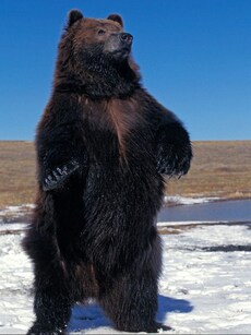 Top 10 Largest Animals on Earth