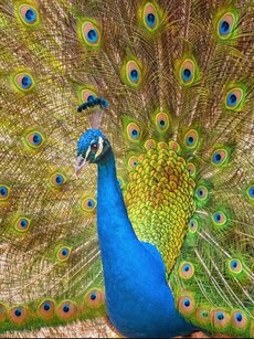 Top 10 Most Beautiful and Largest Peacocks in the World