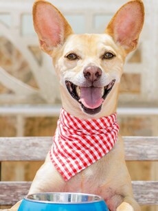 6 foods that are dangerous for your pet dogs