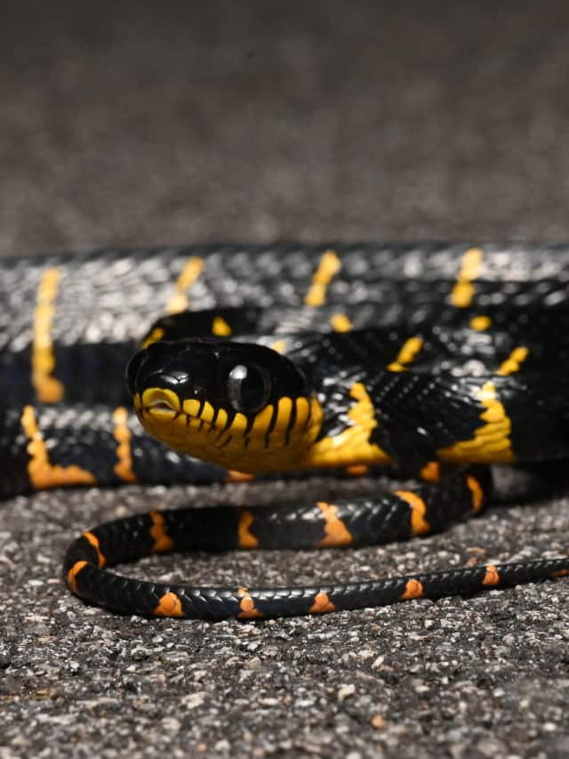 From Rainbow Boa to Green Tree Python 9 most colourful snakes in the world