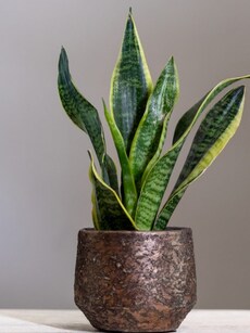 10 ways snake plants can keep you healthy and fit