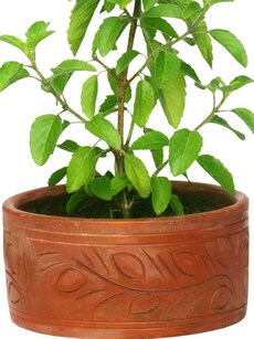 10 healthy, healing reasons to include tulsi in your diet