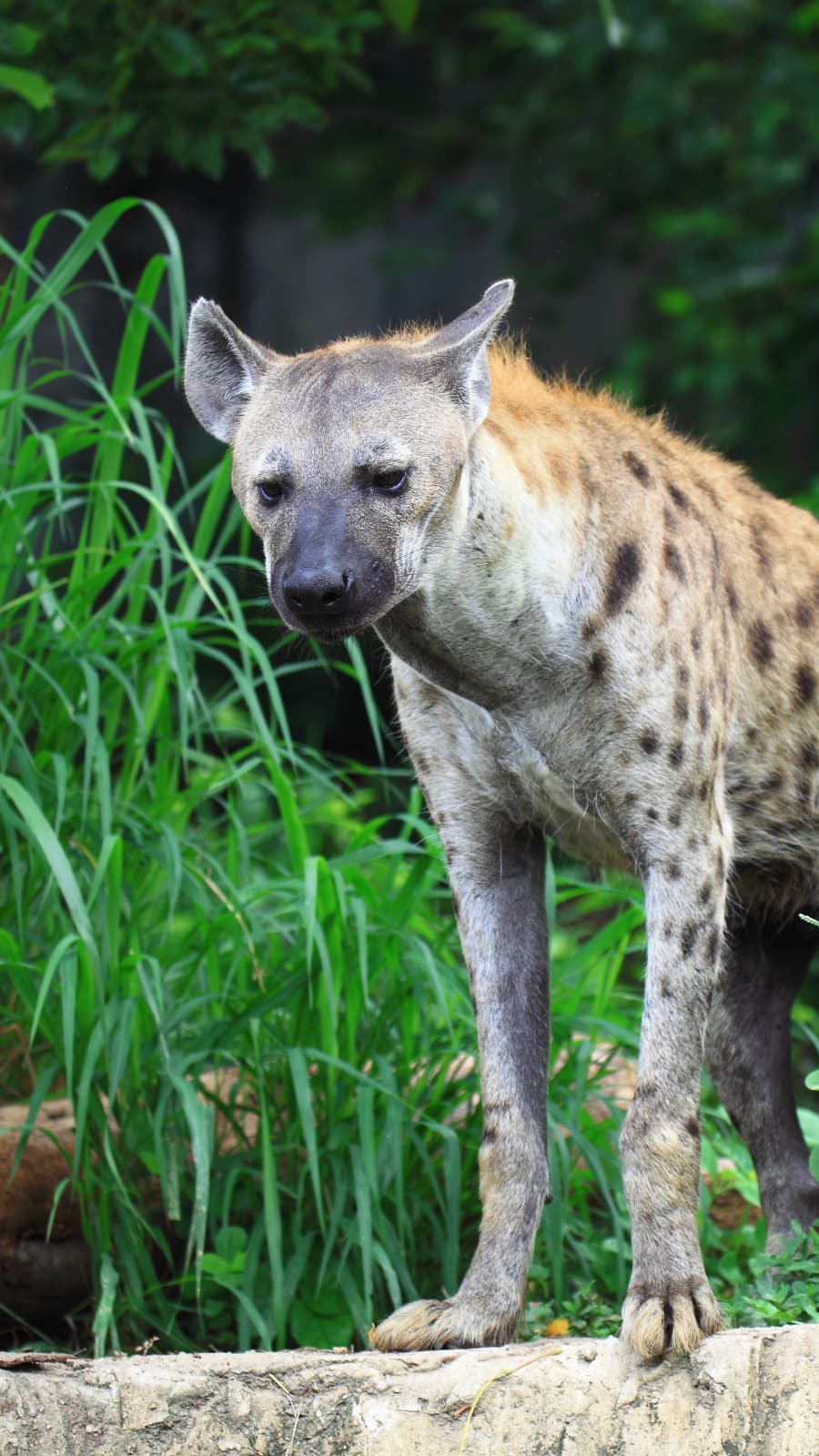 From Spotted to Striped: 4 Hyena Species That Survived Extinction