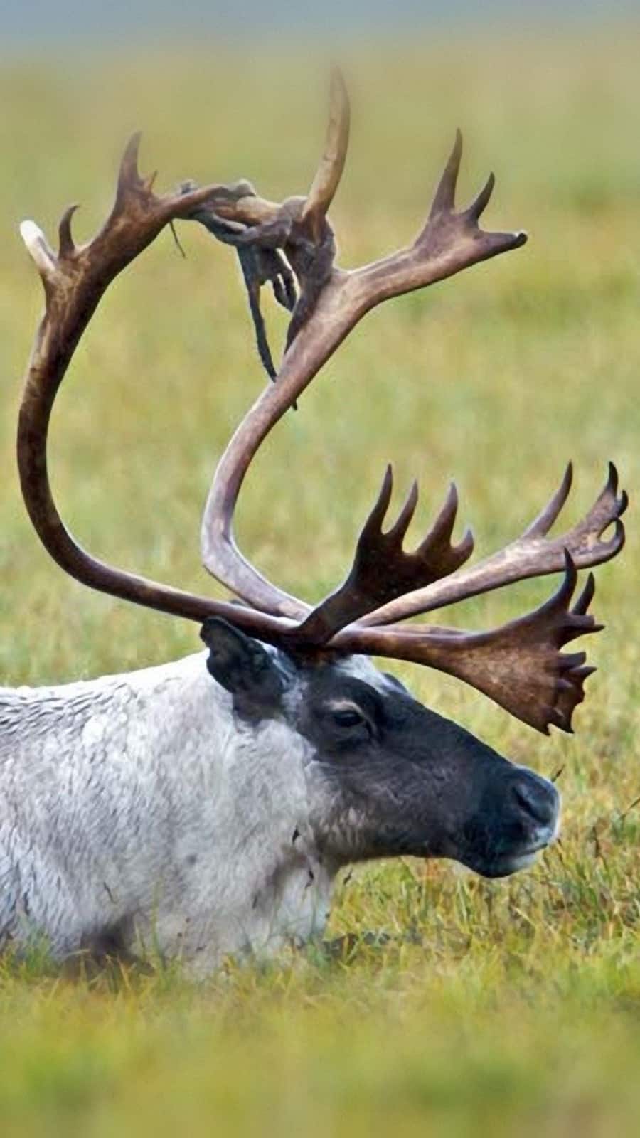 10 Reasons Caribou Are the Coolest Deer in the World