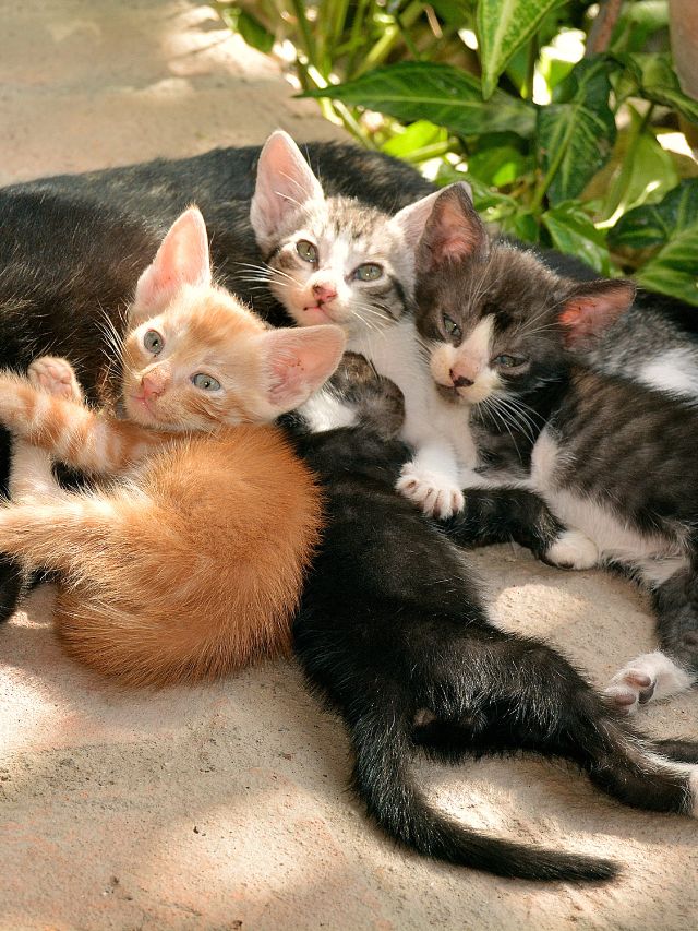 7 Best Small Cat Breeds For India