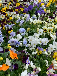 10 Colour-Changing Flowers You Need to See