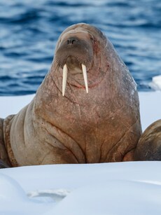 Meet the Animals That Almost Never Sleep