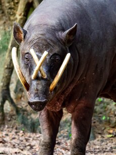 Meet Babirusa: A Prehistoric &lsquo;Deer&rsquo; Pig with Wild Antler Teeth