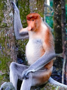 10 Rare Animal Species Found Only in Asia