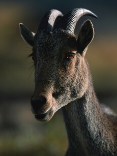From Nilgiri Tahr to Sangai: Top 10 Unique State Animals of India