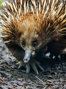 Meet Monotremes: The Only Egg-Laying Mammals of the Animal Kingdom