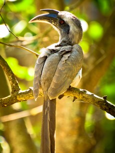 10 Unique Bird Species Found Only in India