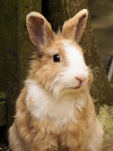 10 Low-Maintenance Animals to Keep as Pets