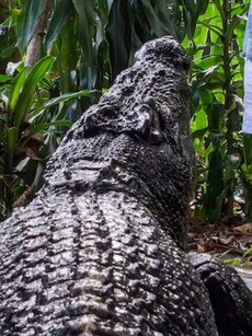 World&rsquo;s Biggest Captive Crocodile Cassius Dies at 120