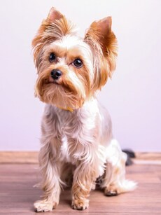 Top 10 Dog Breeds with the Longest Lifespans