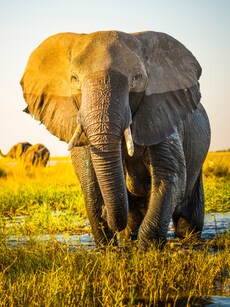 Top 10 Must Visit Elephant Sanctuaries in India