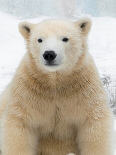 Top 10 Largest Bears in the World