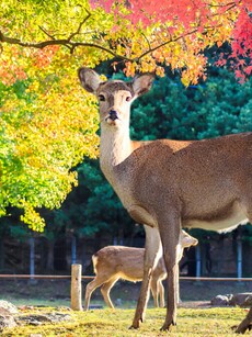 7 Fascinating Facts About Japan&rsquo;s Nara Deer