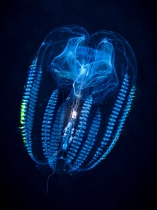 This &lsquo;Time-Traveling&rsquo; Animal Can Reverse Its Age