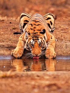 7 Iconic Wildlife Species You Can Spot at Panna Tiger Reserve