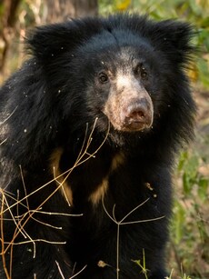 10 Animals You Can’t Keep as Pets in India