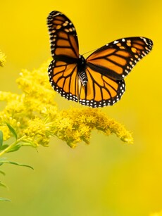 9 Reasons Why Monarch Butterfly Migration Is Nature&rsquo;s Greatest Wonder
