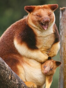 10 Rare Animal Species Found Only in Australia