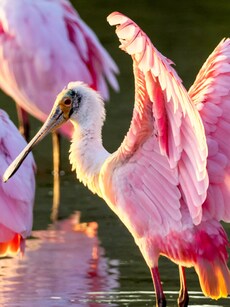10 Extraordinary Pink Animals from Around the World