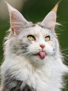 Top 8 Tallest Cats in the World