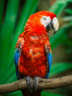 10 Parrots That Mimic Human Speech the Best