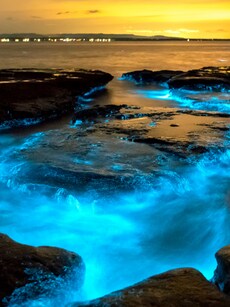 Top 10 Best Bioluminescent Beaches in the World