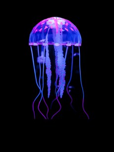 10 Animals That Don&rsquo;t Have a Brain But Can Learn