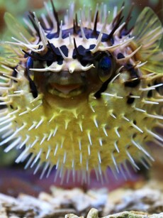 Top 10 Slowest Fish in the World