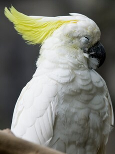 10 Fascinating Birds That Sleep While Flying