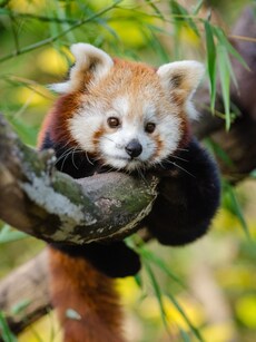 Top 10 Cutest Fluffy Animals in the World