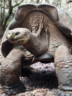 10 Incredible Animals You Will Never See Again