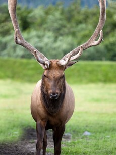 10 Reasons Caribou Are the Coolest Deer in the World
